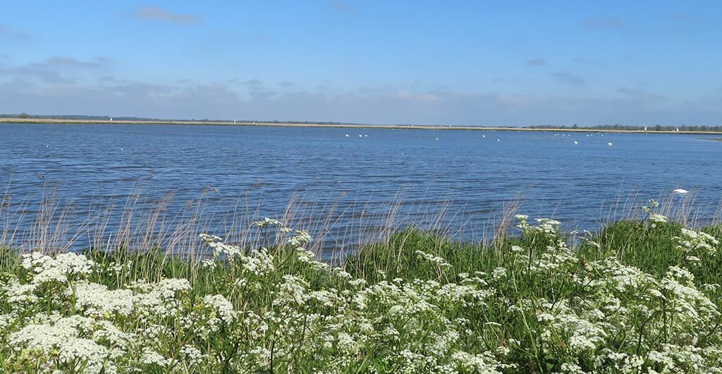 Vogelexcursie Lauwersmeer - MirandaWandelt