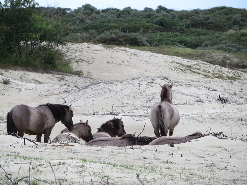 Natuurgebied Oranjezon konikpaarden